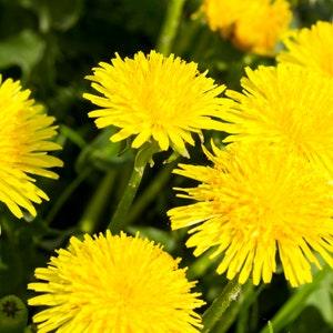 Dandelion Flower Seeds - Edible Flowers - Organic & Non Gmo Flower Seeds - Heirloom Seeds ?C Flower Seeds - USA Grown Seeds - Grow Dandelion