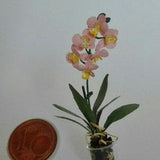 Pink orchid phalaenopsis kit