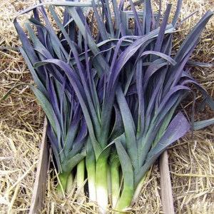 Violet Leeks - Allium porrum - Rare 'Plants' Seeds - Japanese Negi, Purple-Green, Sweet Onion, Welsh Onion, Lavender Leeks,Violet-hued Leeks