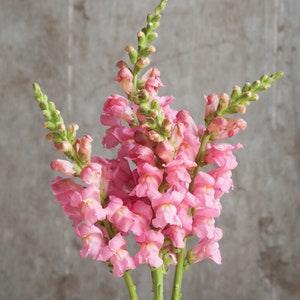 30 Pink Snapdragon Seeds / Antirrhinum majus / Cut Flower / Container Gardening / English Garden / Wildflowers / Cottage Garden