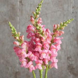 30 Pink Snapdragon Seeds / Antirrhinum majus / Cut Flower / Container Gardening / English Garden / Wildflowers / Cottage Garden