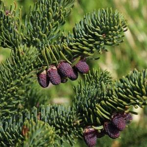 Abies Nobilis Procera - Noble Fir, Red Fir christmas tree XMAS TREE - 20 seeds
