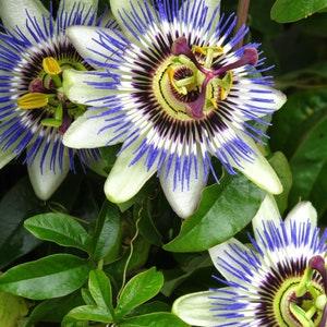 20 Pcs  Beautiful and Exotic Passion Flower Seeds- PASSIFLORA CAERULEA-Blue Crown Passion Flower- Very Colorful/(FL090)