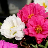 Portulaca F1 Happy Hour Flower Seeds - 30 Seeds