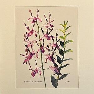 Dendrobium Orchid Print