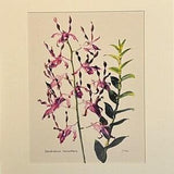 Dendrobium Orchid Print