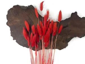 30 Pieces - 12-15" Red Bunny Tail Preserved Dried Botanical Grass Bouquet Wall