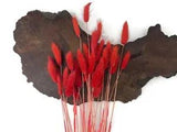 30 Pieces - 12-15" Red Bunny Tail Preserved Dried Botanical Grass Bouquet Wall