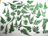 42 Pcs Dried & Pressed FERN LEAVES Bright Green NEW Crafts Cards Resin Journals