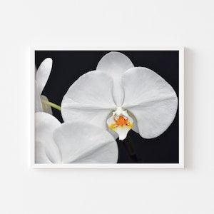 Printable Orchid Floral Wall Art, Tropical Flower Print, Exotic Plant Botanical, Minimalist DIY Living Room Decor