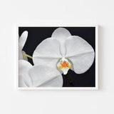 Printable Orchid Floral Wall Art, Tropical Flower Print, Exotic Plant Botanical, Minimalist DIY Living Room Decor
