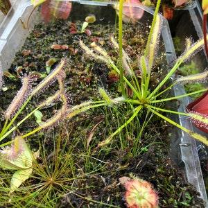 Carnivorous Plant Seeds 15 ALBA Cape Sundew (Drosera capensis)
