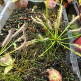 Carnivorous Plant Seeds 15 ALBA Cape Sundew (Drosera capensis)