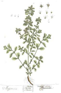 Medicinal Herbs: Marjoram Flower Delivery