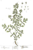 Medicinal Herbs: Marjoram Flower Delivery