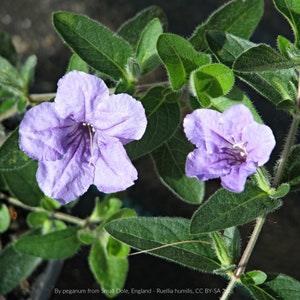 Wild Petunia (Ruellia humilis) Packet of 25 seeds with New!
