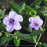Wild Petunia (Ruellia humilis) Packet of 25 seeds with New!
