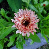 Calendula seeds grown organically in Alberta. A lovely Renboga Garden mix. Gathered for 2024 spring planting.