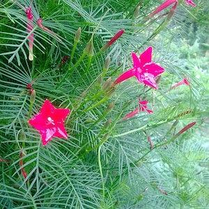 8 Cardinal Climber Flower Seeds. Open Pollinated, Annual, GMO Free, Untreated.