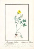 Roosterfoot Ranunculus bulbosus flower flower botany botany watercolor drawing 1830