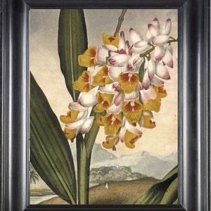 BOTANICAL PRINT THORNTON 8x10 Botanical Art Print 3 Beautiful Large White Yellow Orange Orchid Flower Plant Tropical Landscape to Frame