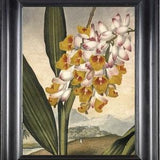 BOTANICAL PRINT THORNTON 8x10 Botanical Art Print 3 Beautiful Large White Yellow Orange Orchid Flower Plant Tropical Landscape to Frame