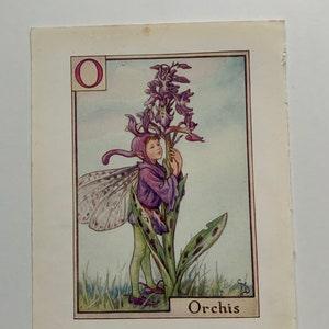 Small vintage print - flower fairy print - fantasy art - orchid print - botanical art - Cicely Mary barker - A Flower Fairy Alphabet print