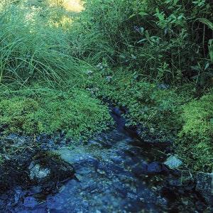 Source at Lac au Ren¡§? near my home