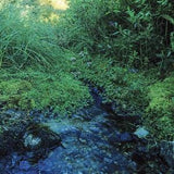 Source at Lac au Ren¡§? near my home