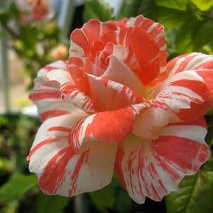 Orange white roses seeds - 20 seeds -meteor shower roses seeds code 535