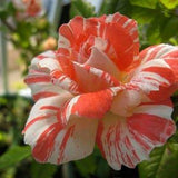 Orange white roses seeds - 20 seeds -meteor shower roses seeds code 535