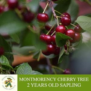 Montmorency Cherry Sapling, Grafted Ready to Plant, Tubed Soil, 2 Years Old, Abundant Fruiting, Montmorency Cherry Tree, for Pot and Garden