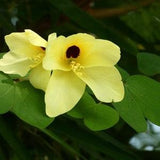 15 Bauhinia tomentosa Seeds,  Yellow Orchid Tree Seeds ,