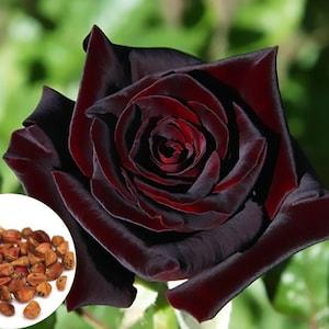 100 Black Baccara True Blood Hybrid Tea Rose Flower Seeds, Exotic Rare Rose Flower Plant Seeds