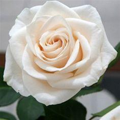 cream roses Flower Delivery