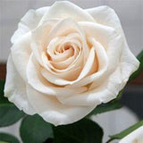 cream roses Flower Delivery