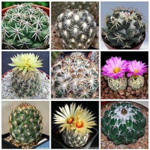 30 Seeds- Coryphantha Cactus Mix Seeds-Q029