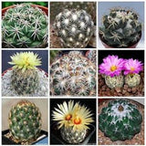 30 Seeds- Coryphantha Cactus Mix Seeds-Q029