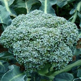 Broccoli Seeds - Vegetable Garden Seeds - Heirloom Non GMO Seeds - Easy Planter Box Seeds - Gardening Seeds Canada