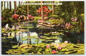 Florida Postcard Charming Lily Pool Linen UNP