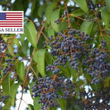 Ligustrum japonicum - Wax Leafed Privet - 25 Seeds