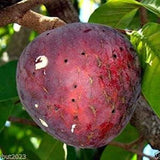 Annona Reticulata Custard Apple Chirimoya Coraz??n - 10 SEEDS For Planting - Wild Sweetsop, Soursop and Bullock's Heart