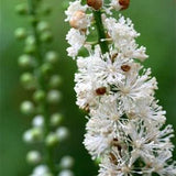 SNAKEROOT BUGBANE Cimicifuga racemosa var. cordifolia, 10 Seeds - sold out