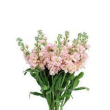 Stock Peach - 20 Flower Delivery