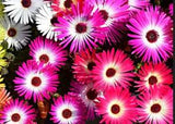 ICE PLANT MESEMBRYANTHEMUM DAISY  200  Seeds Mixed