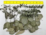 Dried Flowers Resin Real Crafts Dried Eucalyptus Leaves Pods Tip Mix Natural Dry