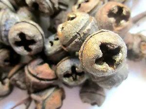 EUCALYPTUS 50 FRESH LIGHTLY FRAGRANT BELL SHAPED PODS 1/2" & 3/4" FOR CRAFTS