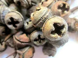 EUCALYPTUS 50 FRESH LIGHTLY FRAGRANT BELL SHAPED PODS 1/2" & 3/4" FOR CRAFTS