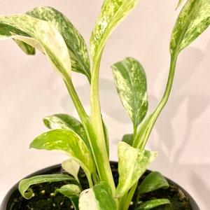 Epipremnum Gigantium Variegated