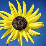 Ice Cream Sunflower Seeds (25) - Annual Non-GMO Branching Pollenless Sunflower Seeds for Garden Planting